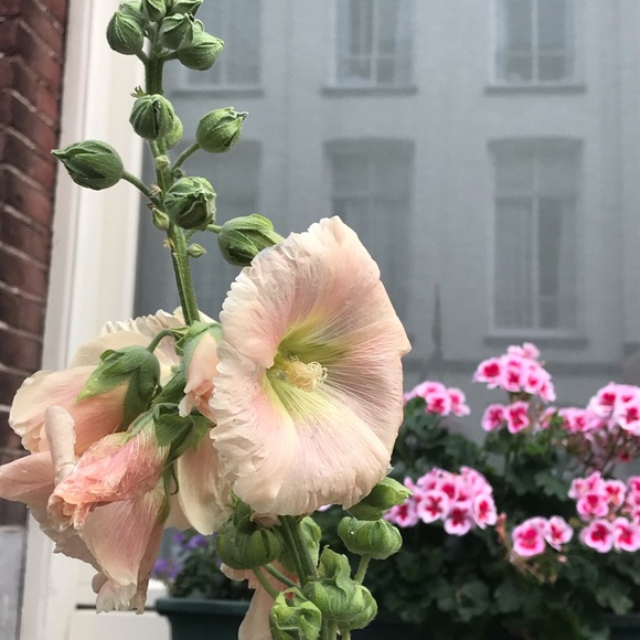 Meet your Posher, Melissa - Picture 1 of 1